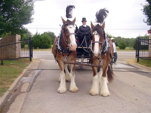 Professional Elegant Horse-Drawn Carriage Co. servicing Sundance Square , Ft Worth and all of Texas.