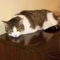 alessandro Mr Magoo (@alessandromagoo) 's Twitter Profile