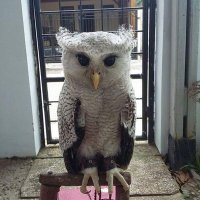 GO FOR IT (@strombrea) 's Twitter Profile