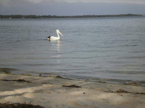 soapydelightsau's profile picture. We sell Australian made goats milk soap & all natural ingredient soaps. We also stock Karma gloss organic lip gloss, & Manuka Honey Balm