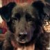 Paddington the dog (@DogPaddington) Twitter profile photo