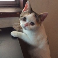 保護猫カフェ鶴橋店【２階】（元保護猫カフェマンチカン）(@manchiTuruhashi) 's Twitter Profile Photo