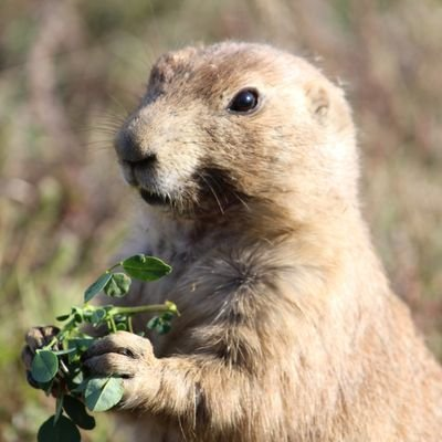 ひるごはんさんのプロフィール画像