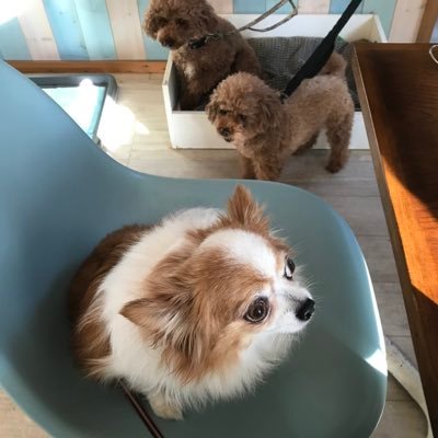 保護犬ポメチワ飼っています。もうおばあちゃんですがごはんへの執着が激しいです。みなさんのツイートに癒されてますので、静かにいいね💕させていただきます。