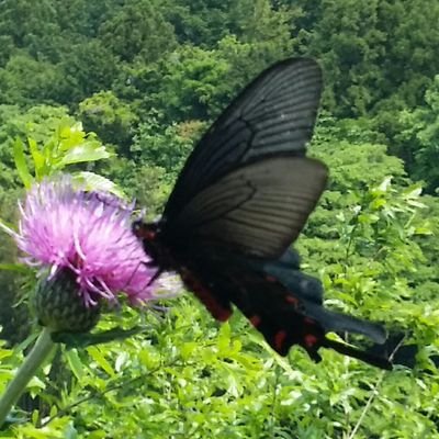 sapphireblue_01's profile picture. 