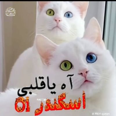 منورين الدنيا كلها يا غوالي مرحبا صباح الخير يا قلبي انا في البيت ولا في شي اسمه حب 😍 مرحبا مليون دولار أمريكي مرحبا صباح الخير يا قلبي