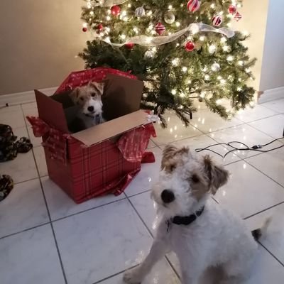 We are Sakura and Asta two wirefoxterrier ! Saku is the big sis and Asta the little bro ! 6 months difference. Sometime we tweet about our big cousin Watson