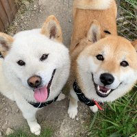 柴犬みかんと白柴Q太郎と佐藤さん(@sibamikanqtaro) 's Twitter Profile Photo