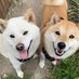 柴犬みかんと白柴Q太郎と佐藤さん (@sibamikanqtaro) Twitter profile photo 柴犬みかんと白柴Q太郎と佐藤さん (@sibamikanqtaro) Twitter profile photo