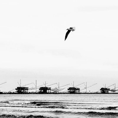 oilgip's profile picture. 