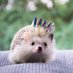 Ten Tiny Tweets (@tentinytweets) Twitter profile photo Ten Tiny Tweets (@tentinytweets) Twitter profile photo
