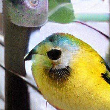 Neural network generated bird songs. A project by @kokuma for 'Machine learning for media technology' (SMC7)