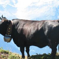 Gerber Ernst (@rumringli) 's Twitter Profile