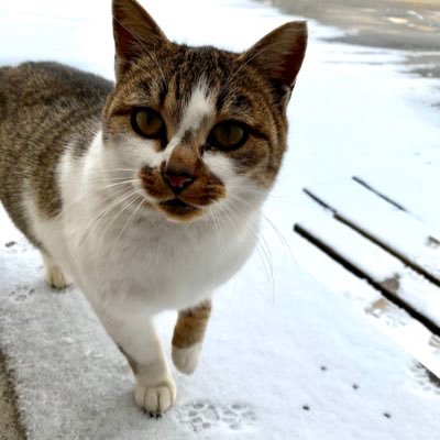 m_nyaoo's profile picture. オルサガのリツイート用アカウントにゃ。無言でフォローごめんなさい。