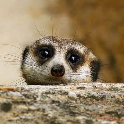 Pouca atividade devido ao trabalho.
Favor, polemizar com qualidade, ou me faça rir.
grato!