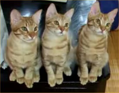 MohammadHukill's profile picture. 