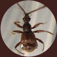 🦆 (@kougisei) Twitter profile photo