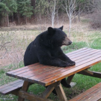 ursus (@ursus21627082) 's Twitter Profile Photo ursus (@ursus21627082) 's Twitter Profile Photo