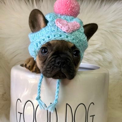 French bulldog breeder and crochet addict