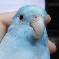 フェイリーさんのプロフィール画像