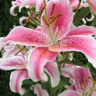 Pudintain2's profile picture. 