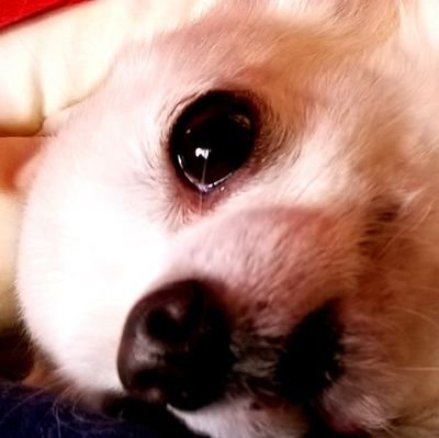 犬原もときさんのプロフィール画像