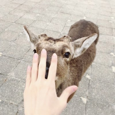 鹿さんのプロフィール画像