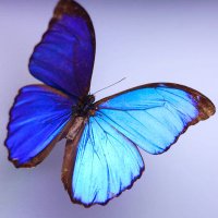 ズミ (@zumiooo18) Twitter profile photo