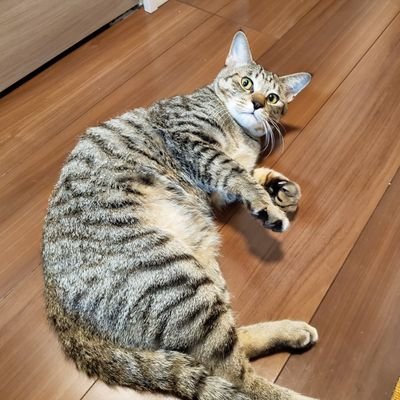 国民民主党員(202502〜)/超就職氷河期世代/猫のいる暮らし/キャンプ/珈琲/ウイスキー/日本酒/レザクラ/フルマラソン3:50'35/サレ/
※ツイートは全て個人の感想・見解です