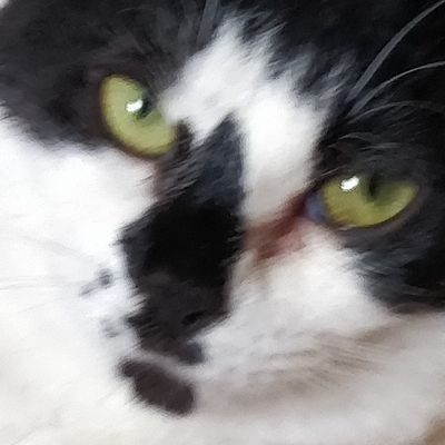 こあーらさんのプロフィール画像