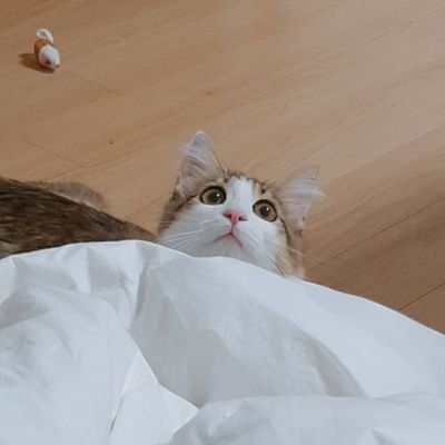 tori010211's profile picture. 프론트엔드 개발
angular 하는중