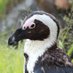 🐧かめねこ🐧 (@kameneko1004) Twitter profile photo 🐧かめねこ🐧 (@kameneko1004) Twitter profile photo
