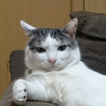 nano171017's profile picture. 大人2人+猫。