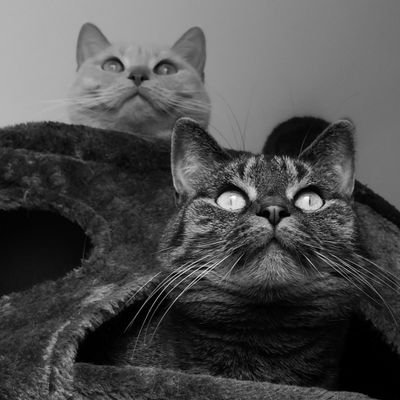 Tyriia's profile picture. Mono-maniaque level StarWars Légendaire mais bosse sur le Canon Admin @StarWarsWiki