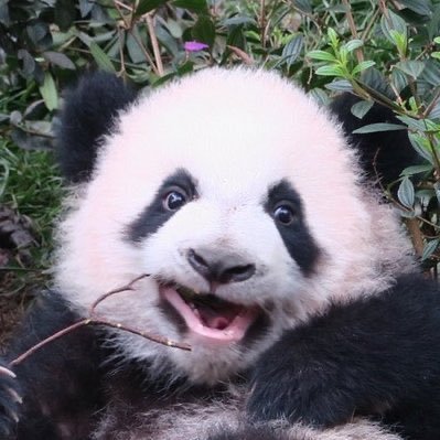 I love Giant Pandas and cute animals♡世界中のパンダに会うのが夢。かわいい動物は全部大好き！フォロー、リポスト、返信はご自由にどうぞ😊個人で楽しむ以外の写真、動画の無断使用はご遠慮下さい。禁止转载🚫