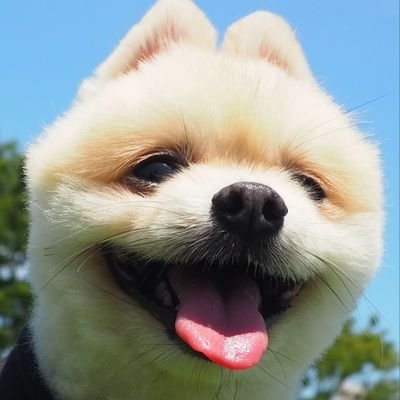 グル 今日は横浜で遊んだよ ベイクォーターでマスコット犬を決めるイベントがあったよ ドン小西さんもいたよ 山下公園を散歩して 中華街で肉まん食べたよ 美味しかったなぁ 獅子舞もいたよ 一日楽しかったよ T Co Yswqscadpj