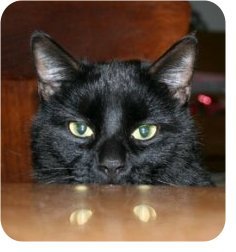 I am the cat.  I share my house with my staff of two, She Who Has Skills and The Big One.