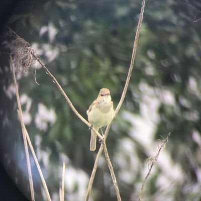 趣味はいろんな音楽を聞くこと。