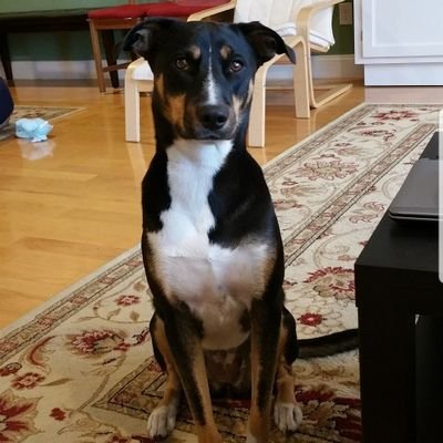 tgt2108's profile picture. Math lover, dog lover, doer of things.