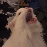 Thunder (@_badthunder_) 's Twitter Profile