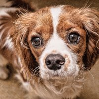 FindomRTpuppy (@findom_rtpuppy) 's Twitter Profile