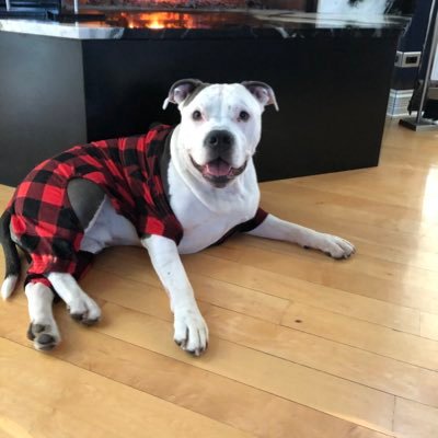 I am a Mortgage Broker, Realtor, Interior Designer and Builder in Chicago. Real Estate is my passion. My husband & dog are the LOVES of my life!