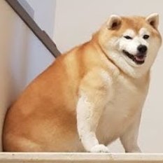 Just a chonky doge guy