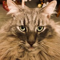 catWoooman (@cwoooman) 's Twitter Profile