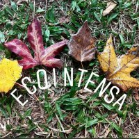 Ecointensa(@ecointensa) 's Twitter Profileg