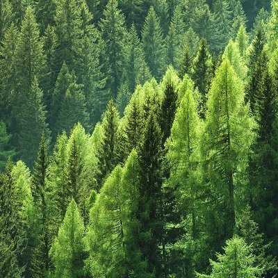 Nicoo976's profile picture. 