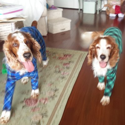 Surgeon. Animal lover. Avid reader. Mommy to my two naughty welsh springer spaniels, Dylan and Jamie. Hoping for a BLUE WAVE to right what is wrong.