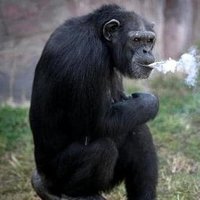 Drug-free Monkey(@drugmonkey) 's Twitter Profile Photo