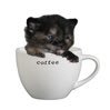 njtcoffeecat Profile Picture