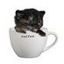 Coffee Cat (@njtcoffeecat) Twitter profile photo Coffee Cat (@njtcoffeecat) Twitter profile photo